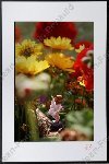 Fleurs 2
