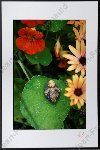 Fleurs 2