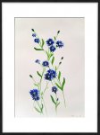 Oeillets bleus