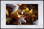 Printemps, été, automne, hiver